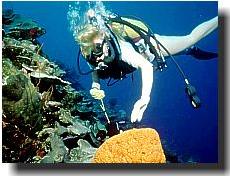 manta reef pemba island - pemba island manta reef - pemba island lodges - lodges in pemba island