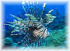 extinct diving - diving to save - diving tutor - padi diving - diving padi - scuba diving padi