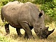 south africa safari