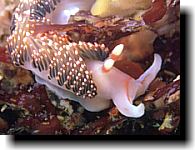 south coast diving and fishing is just a few services we offer in Kenya.  kenya coral reefs, diani diving are the best spots in kenya, kisite marine park