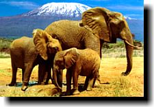 amboseli camps, lodges & accommodation in kenya