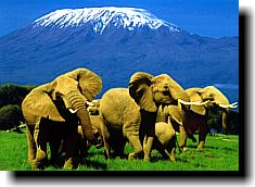 amboseli national park in kenya africa