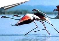 african safari tours