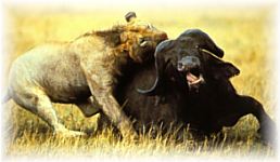 africa safari trips